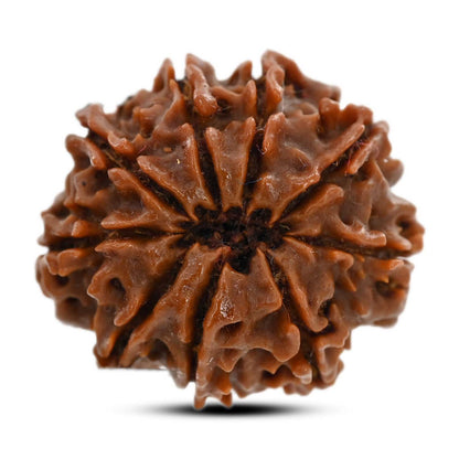 9 Mukhi Rudraksha (Nepal) 24.89 M.M.