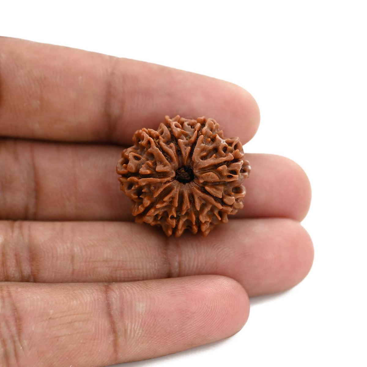 9 Mukhi Rudraksha (Nepal) 24.89 M.M.