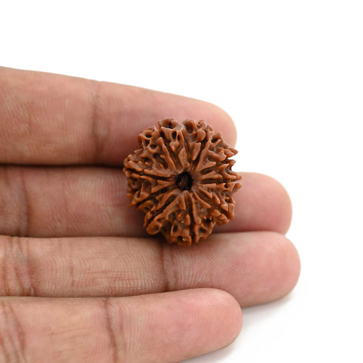9 Mukhi Rudraksha (Nepal) 24.89 M.M.