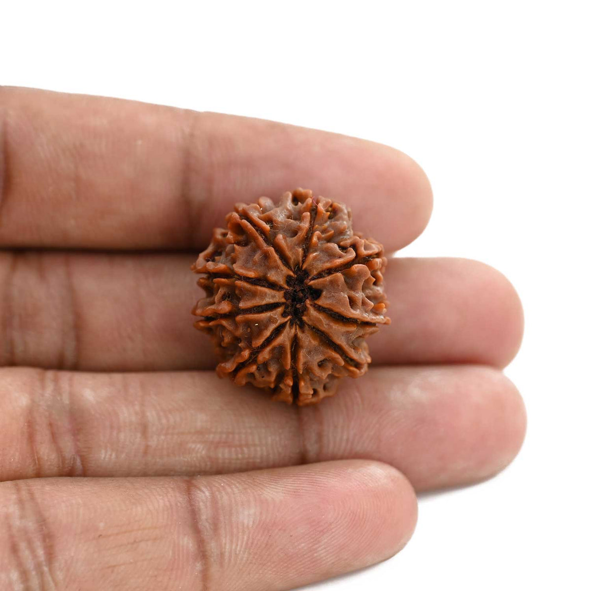 9 Mukhi Rudraksha (Nepal) 24.89 M.M.