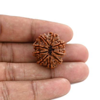 9 Mukhi Rudraksha (Nepal) 24.89 M.M.