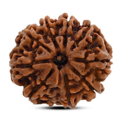 9 Mukhi Rudraksha (Nepal) 25.8 M.M.
