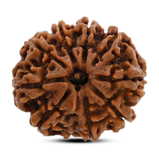 9 Mukhi Rudraksha (Nepal) 25.8 M.M.