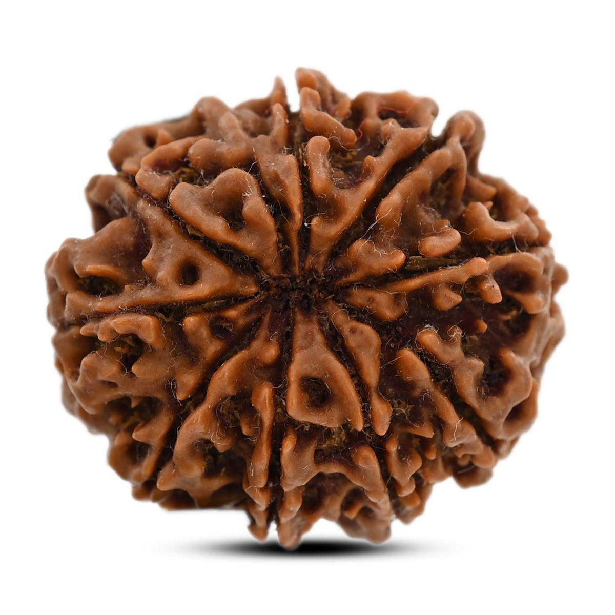 9 Mukhi Rudraksha (Nepal) 25.8 M.M.