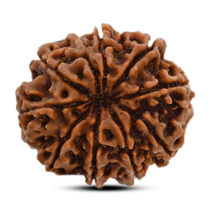 9 Mukhi Rudraksha (Nepal) 25.8 M.M.
