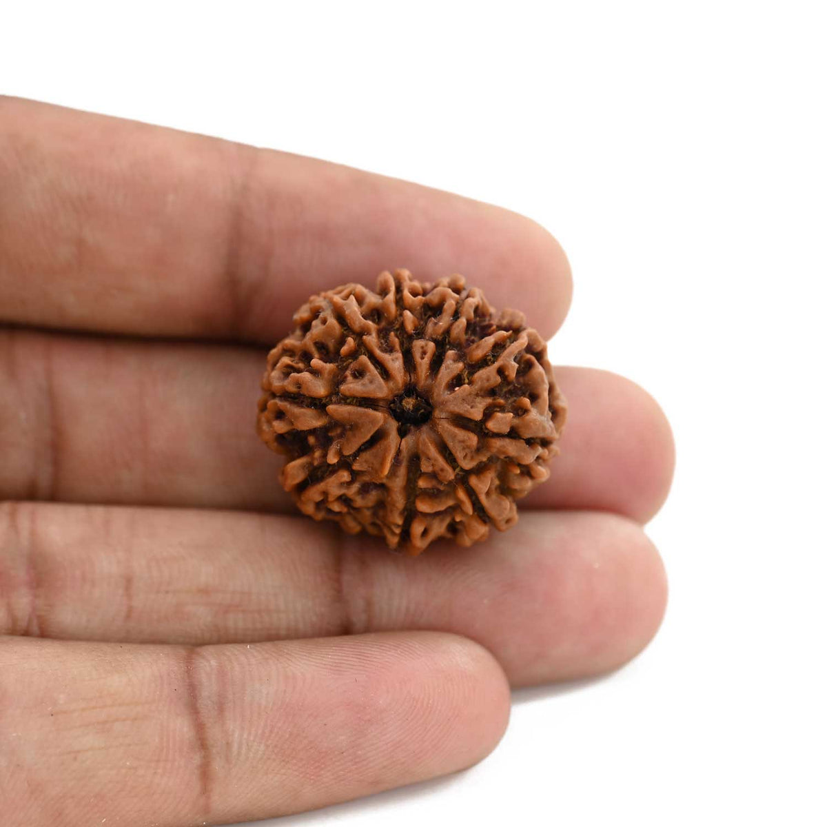 9 Mukhi Rudraksha (Nepal) 25.8 M.M.