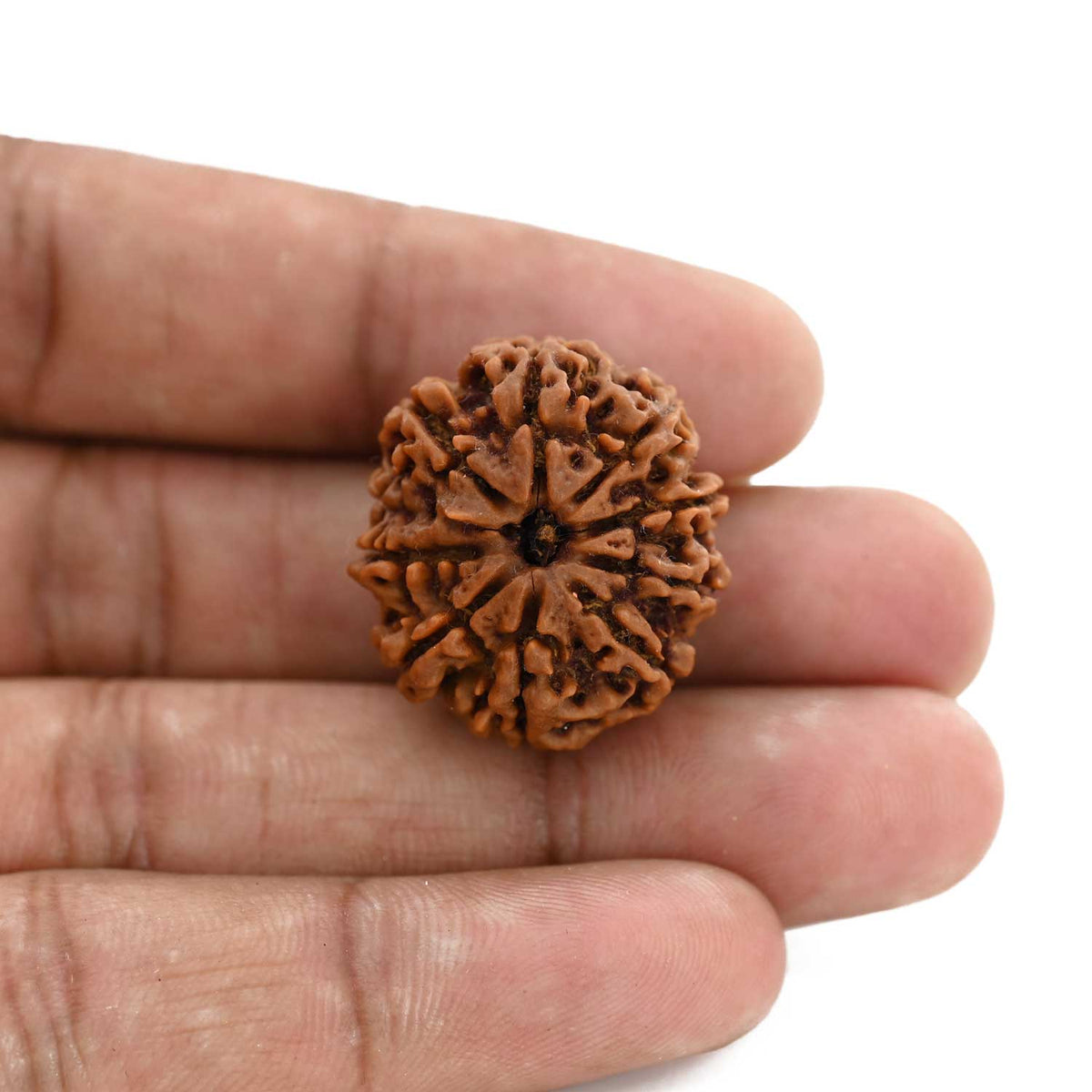 9 Mukhi Rudraksha (Nepal) 25.8 M.M.