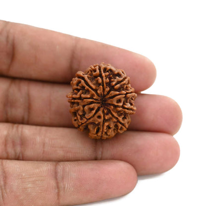 9 Mukhi Rudraksha (Nepal) 25.8 M.M.
