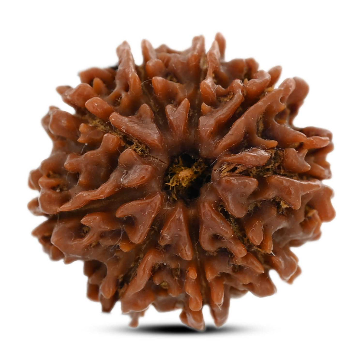 9 Mukhi Rudraksha (Nepal) 23.81 M.M.