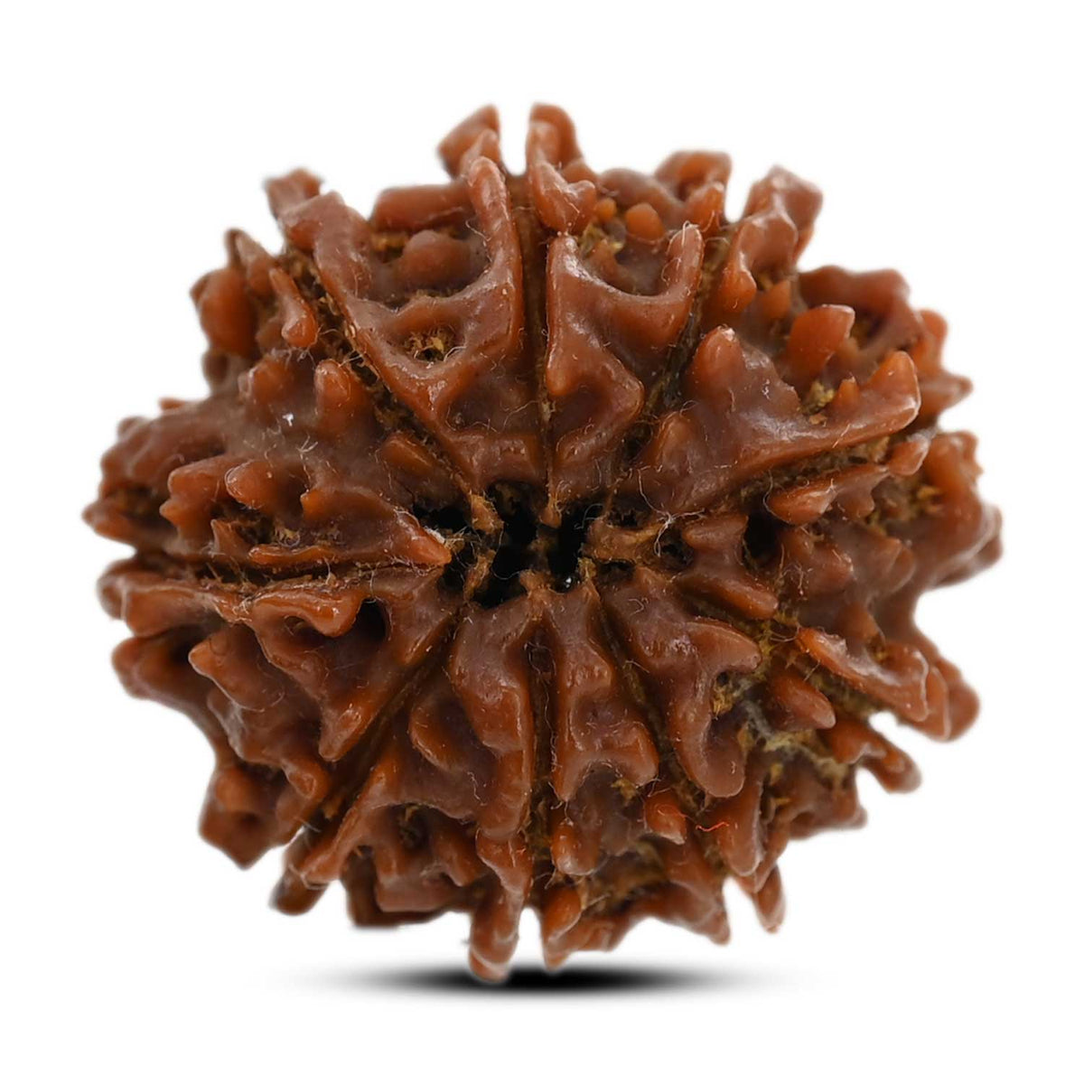 9 Mukhi Rudraksha (Nepal) 23.81 M.M.