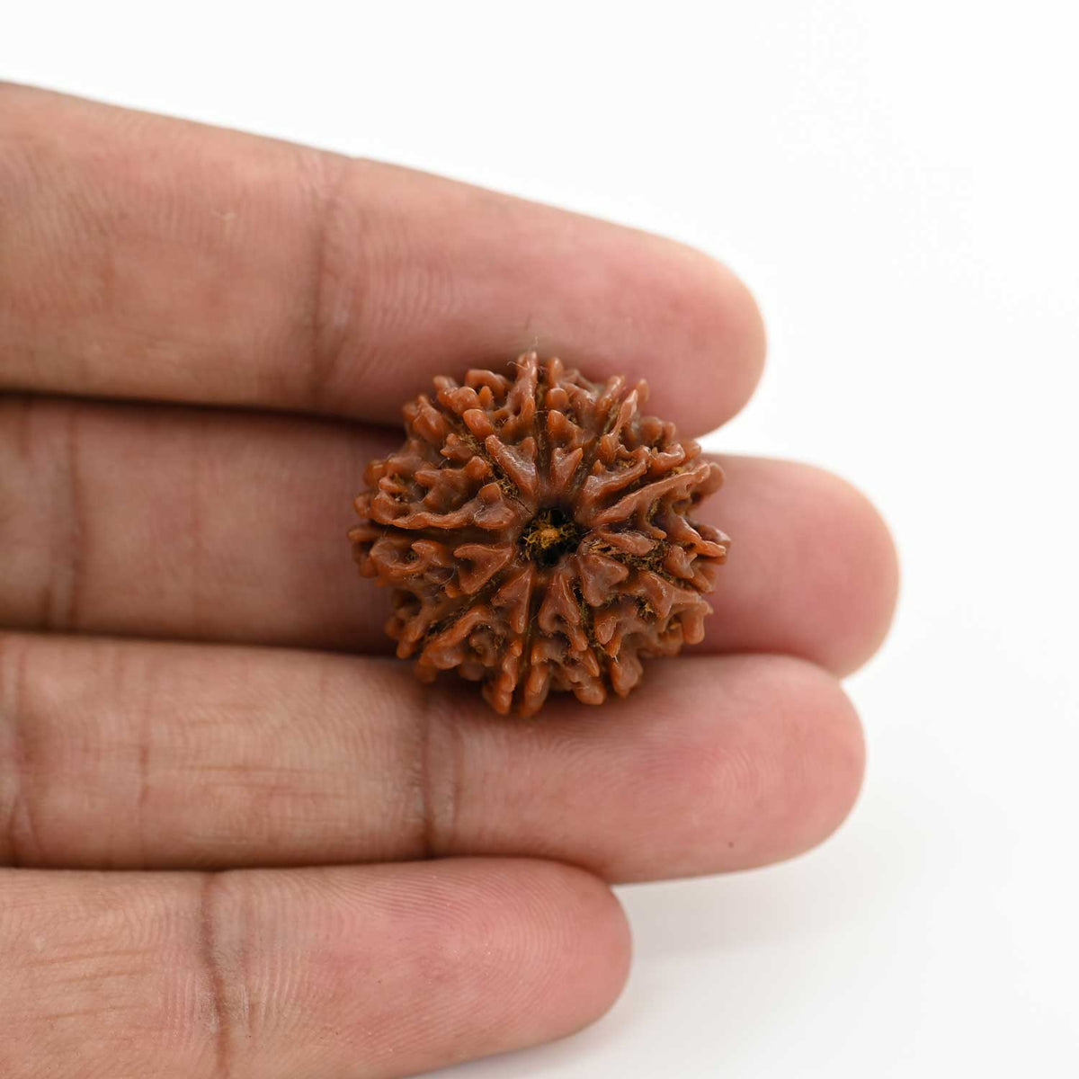 9 Mukhi Rudraksha (Nepal) 23.81 M.M.