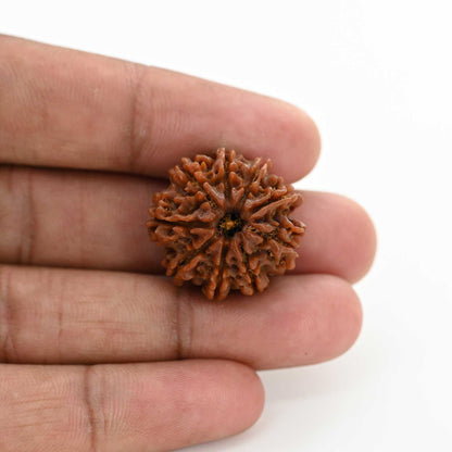 9 Mukhi Rudraksha (Nepal) 23.81 M.M.