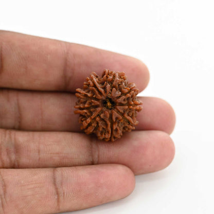 9 Mukhi Rudraksha (Nepal) 23.81 M.M.