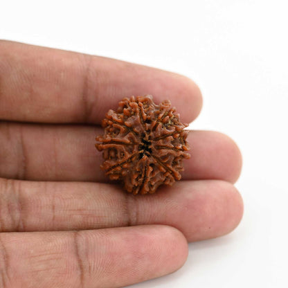 9 Mukhi Rudraksha (Nepal) 23.81 M.M.