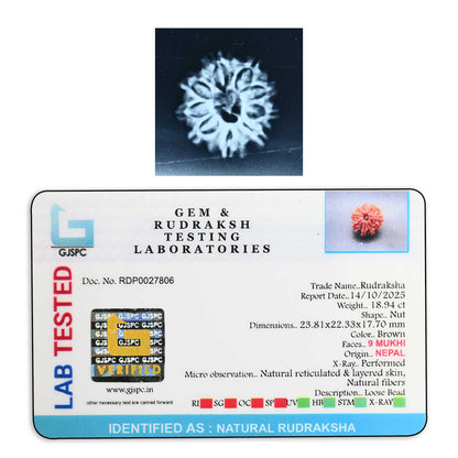 9 Mukhi Rudraksha (Nepal) 23.81 M.M.