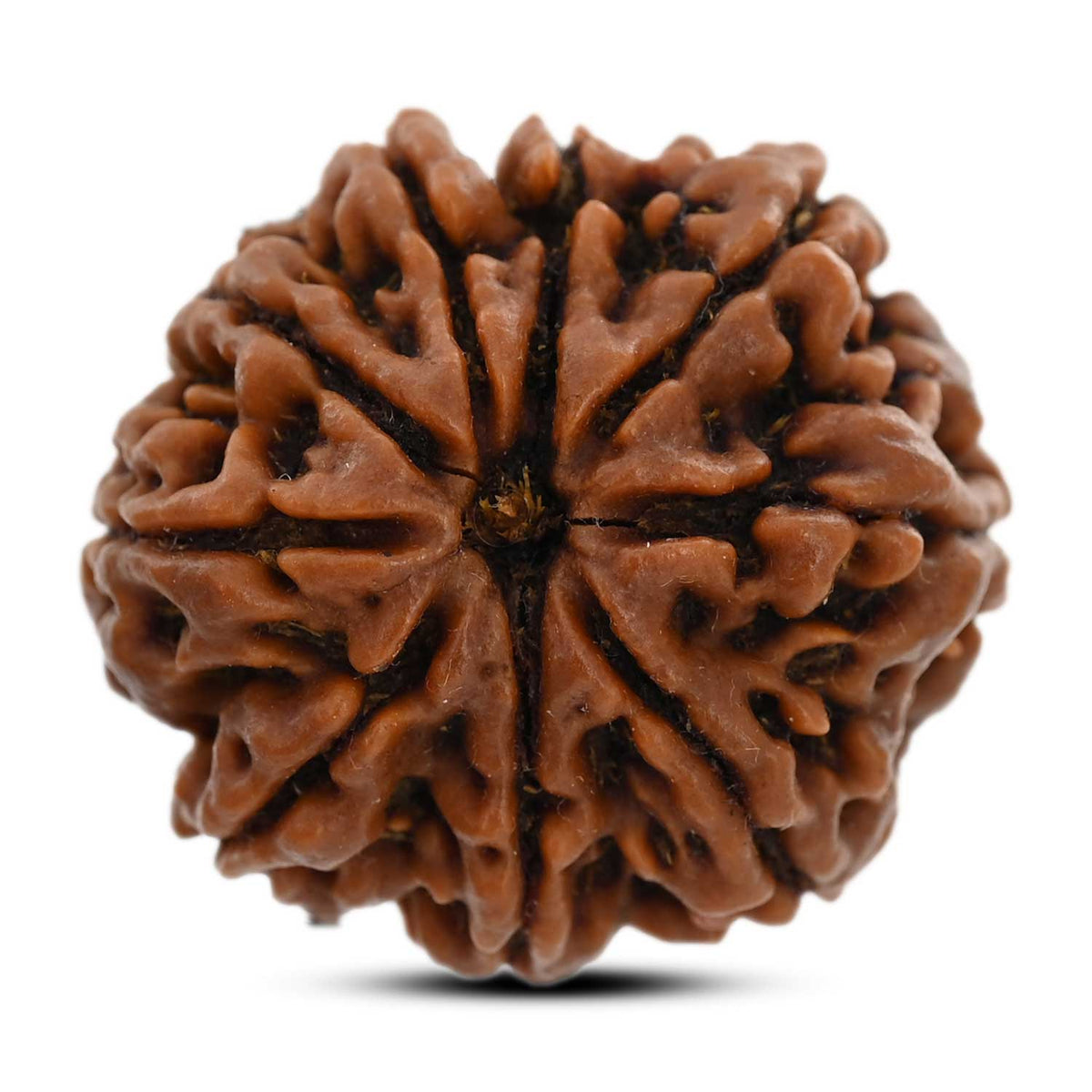 9 Mukhi Rudraksha (Nepal) 29.33 M.M.