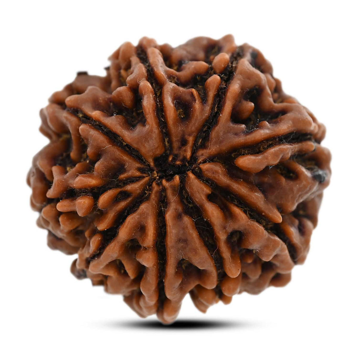 9 Mukhi Rudraksha (Nepal) 29.33 M.M.