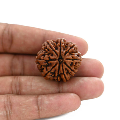 9 Mukhi Rudraksha (Nepal) 29.33 M.M.