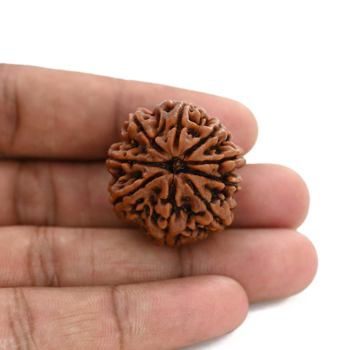 9 Mukhi Rudraksha (Nepal) 29.33 M.M.