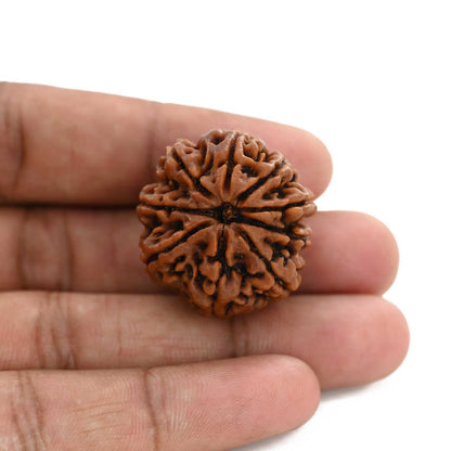 9 Mukhi Rudraksha (Nepal) 29.33 M.M.