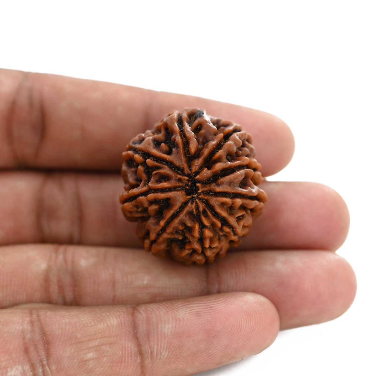 9 Mukhi Rudraksha (Nepal) 29.33 M.M.