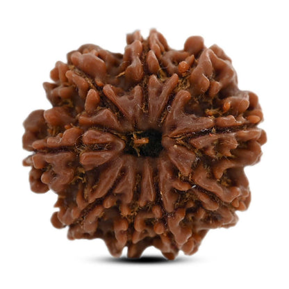 9 Mukhi Rudraksha (Nepal) 23 M.M.