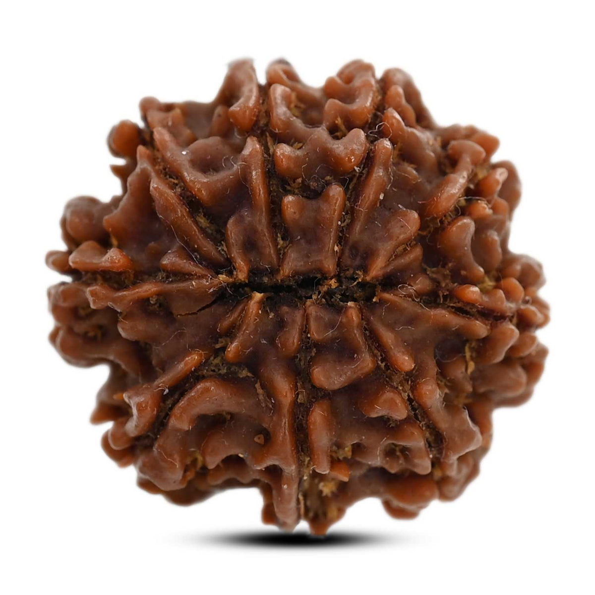 9 Mukhi Rudraksha (Nepal) 23 M.M.