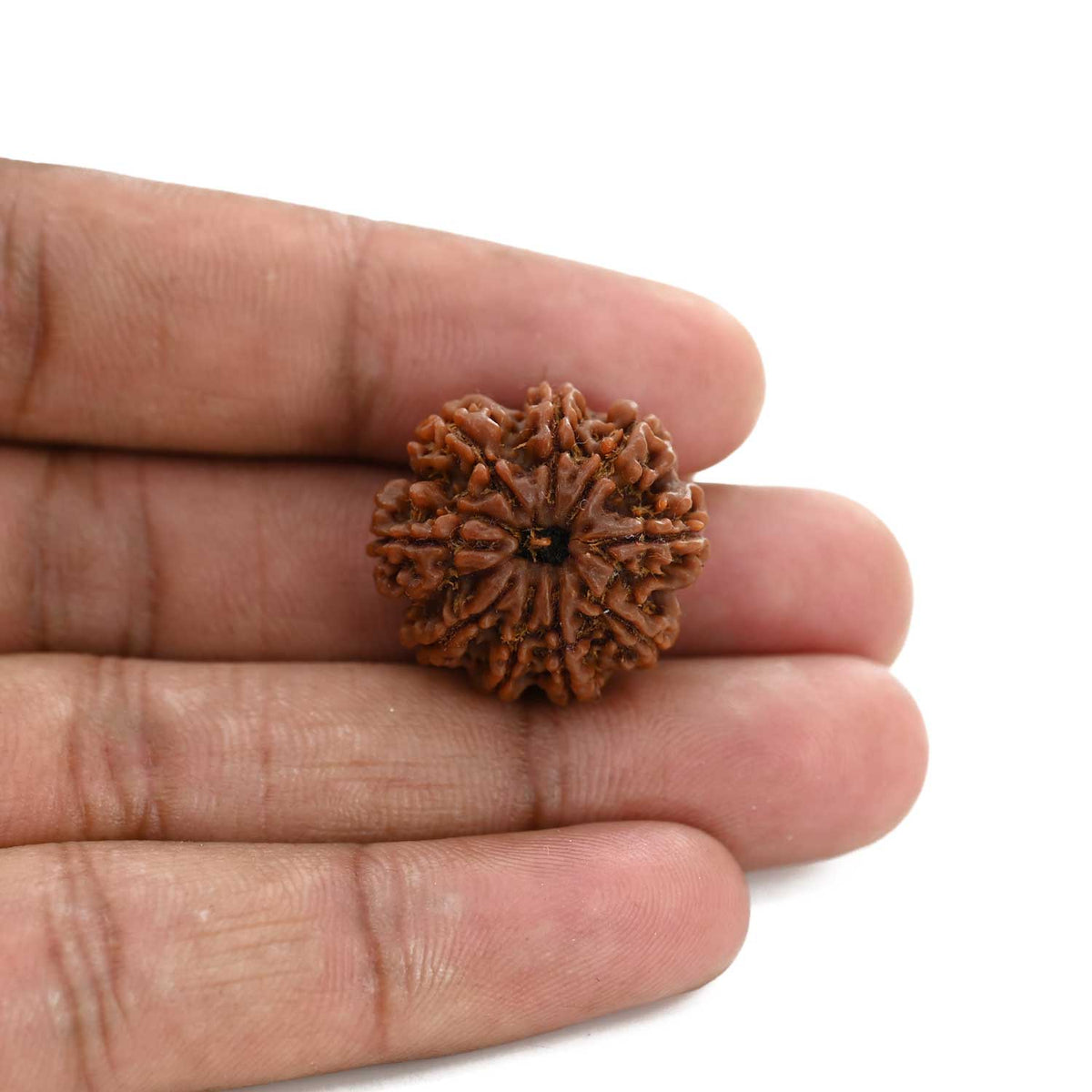 9 Mukhi Rudraksha (Nepal) 23 M.M.
