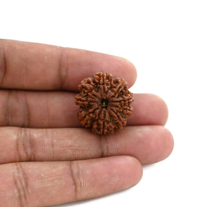 9 Mukhi Rudraksha (Nepal) 23 M.M.