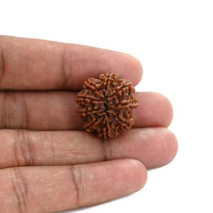 9 Mukhi Rudraksha (Nepal) 23 M.M.