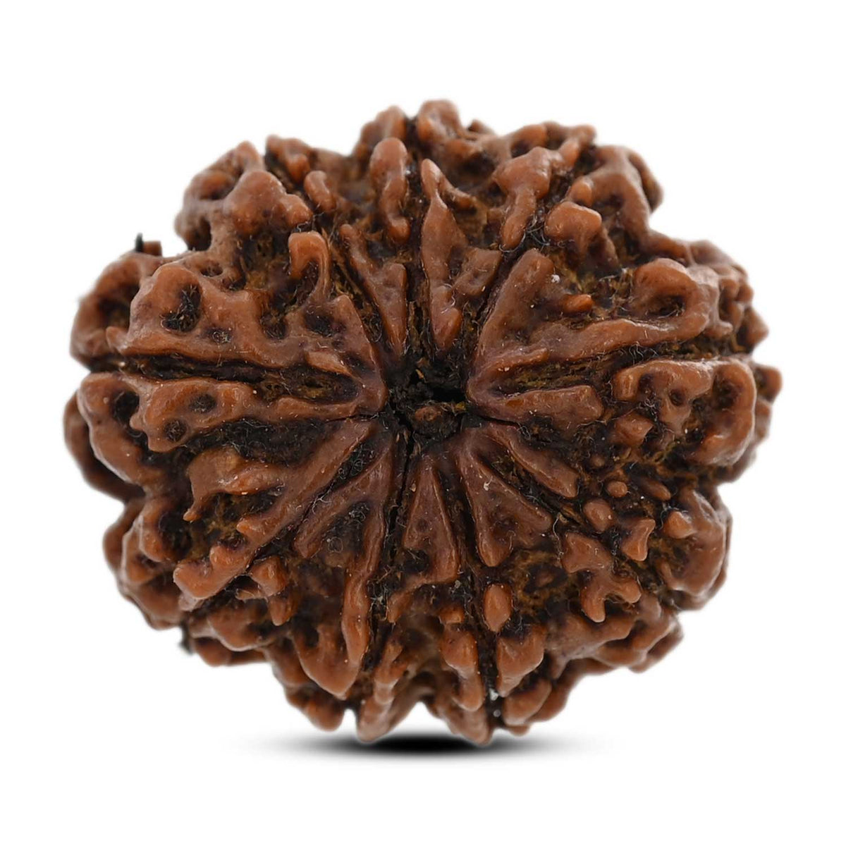 9 Mukhi Rudraksha (Nepal) 27.01 M.M.