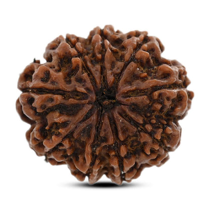 9 Mukhi Rudraksha (Nepal) 27.01 M.M.