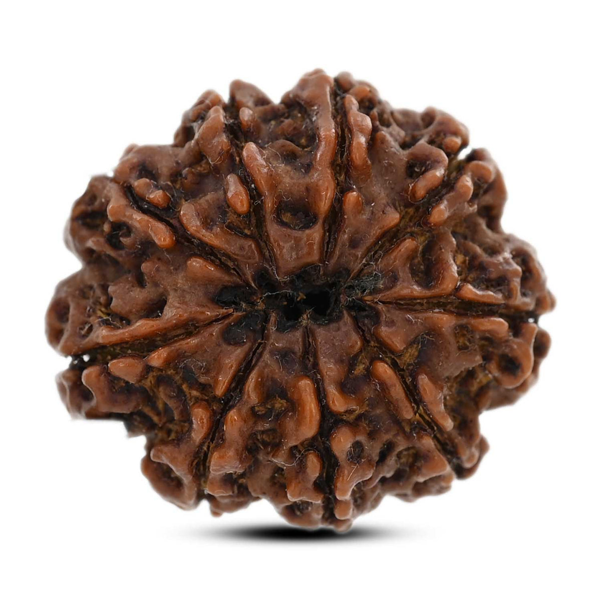 9 Mukhi Rudraksha (Nepal) 27.01 M.M.