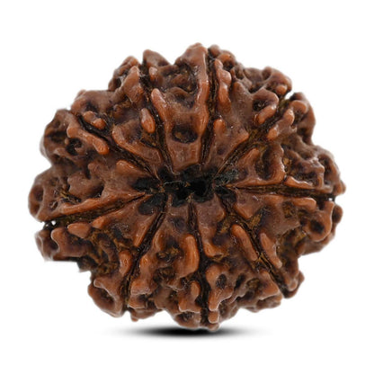 9 Mukhi Rudraksha (Nepal) 27.01 M.M.
