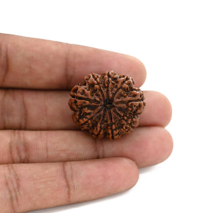 9 Mukhi Rudraksha (Nepal) 27.01 M.M.