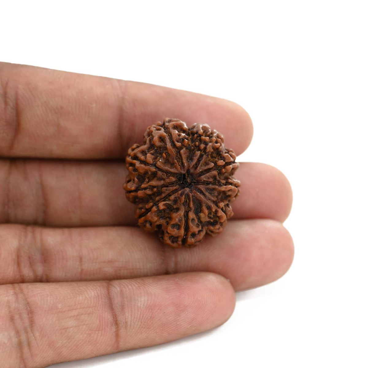 9 Mukhi Rudraksha (Nepal) 27.01 M.M.