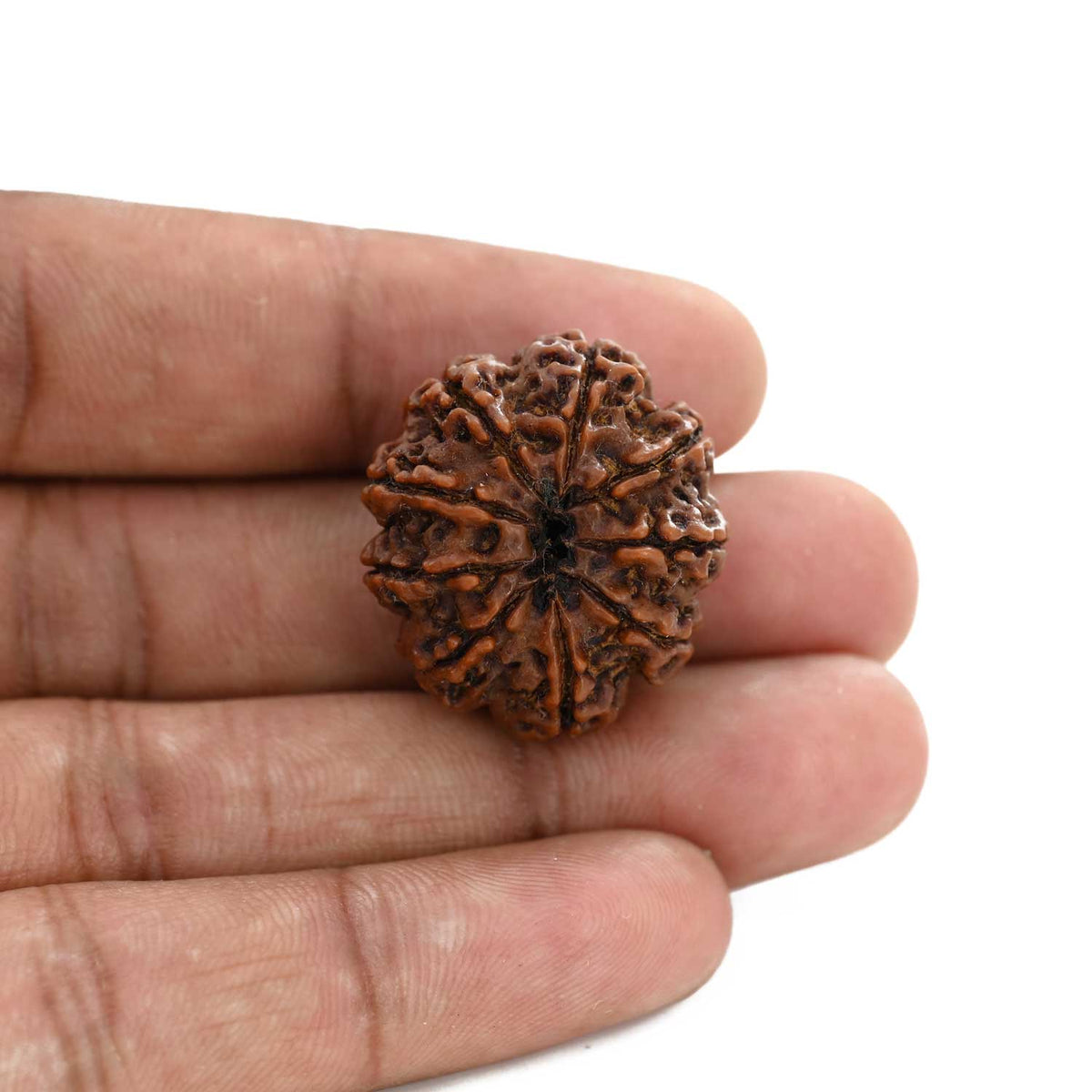 9 Mukhi Rudraksha (Nepal) 27.01 M.M.