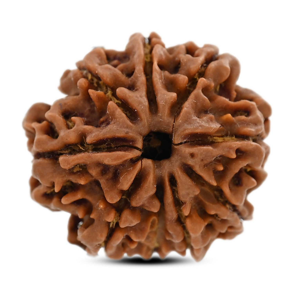 9 Mukhi Rudraksha (Nepal) 23.24 M.M.