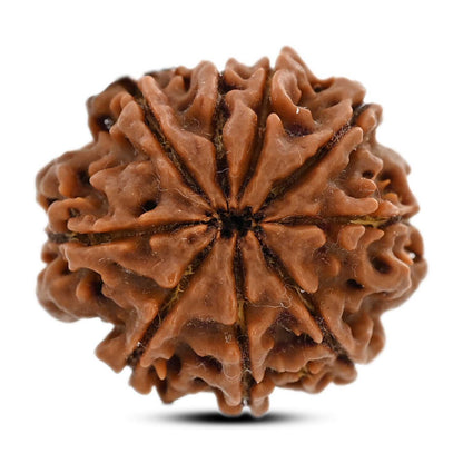 9 Mukhi Rudraksha (Nepal) 23.24 M.M.