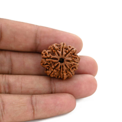 9 Mukhi Rudraksha (Nepal) 23.24 M.M.