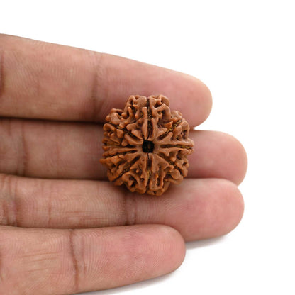 9 Mukhi Rudraksha (Nepal) 23.24 M.M.