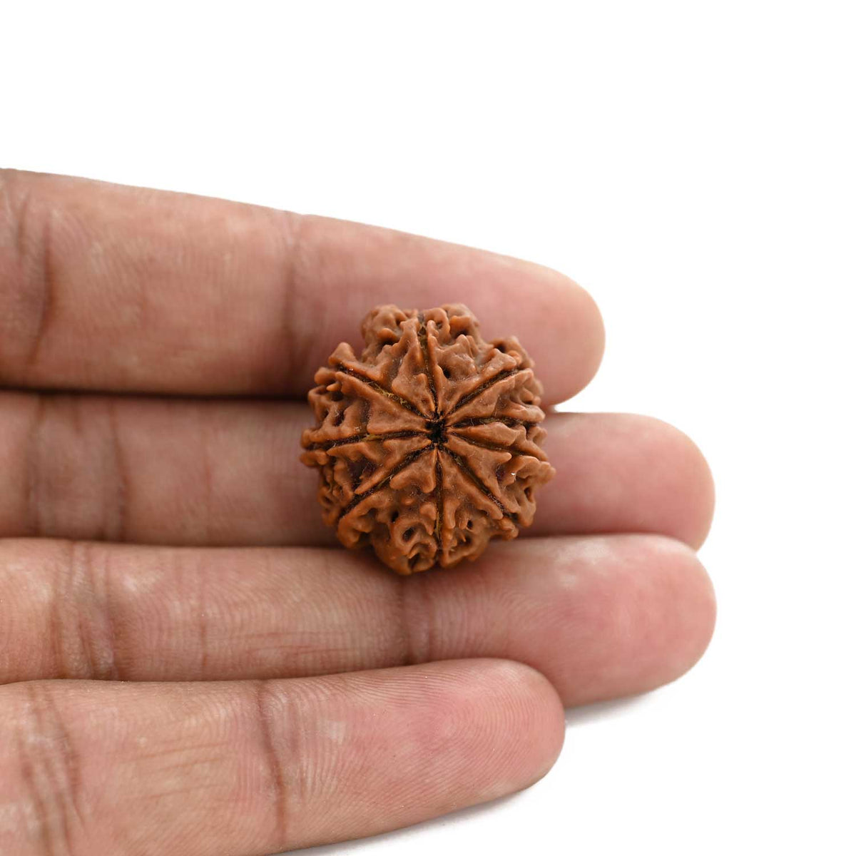 9 Mukhi Rudraksha (Nepal) 23.24 M.M.
