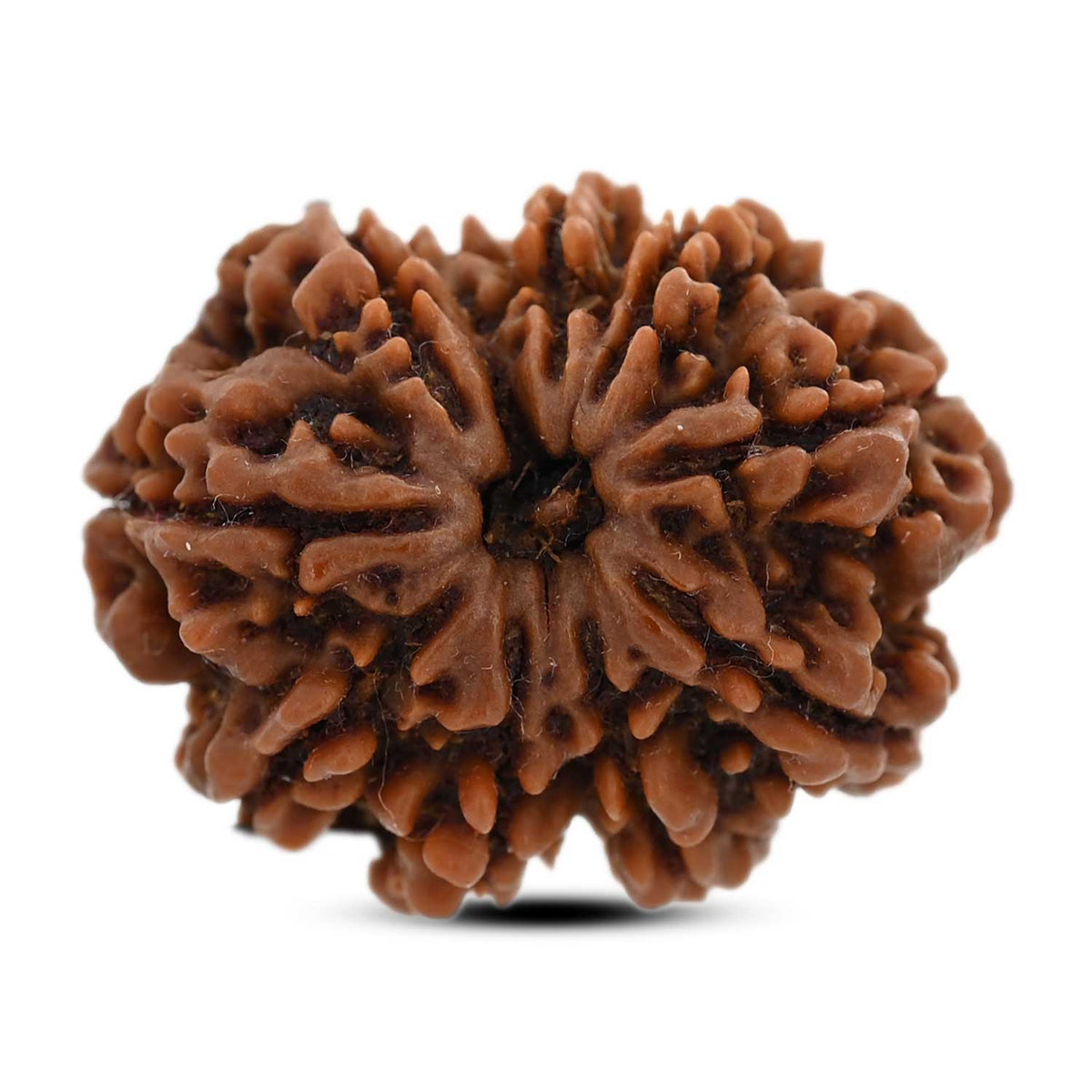 9 Mukhi Rudraksha (Nepal) 27.45 M.M.