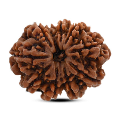 9 Mukhi Rudraksha (Nepal) 27.45 M.M.