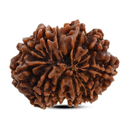 9 Mukhi Rudraksha (Nepal) 27.45 M.M.