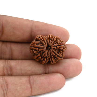 9 Mukhi Rudraksha (Nepal) 27.45 M.M.