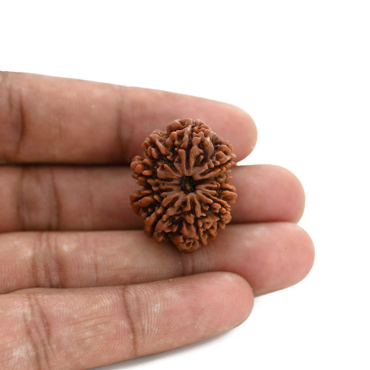 9 Mukhi Rudraksha (Nepal) 27.45 M.M.