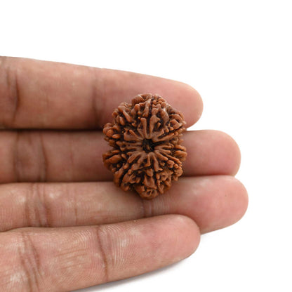 9 Mukhi Rudraksha (Nepal) 27.45 M.M.