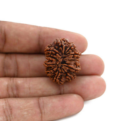 9 Mukhi Rudraksha (Nepal) 27.45 M.M.