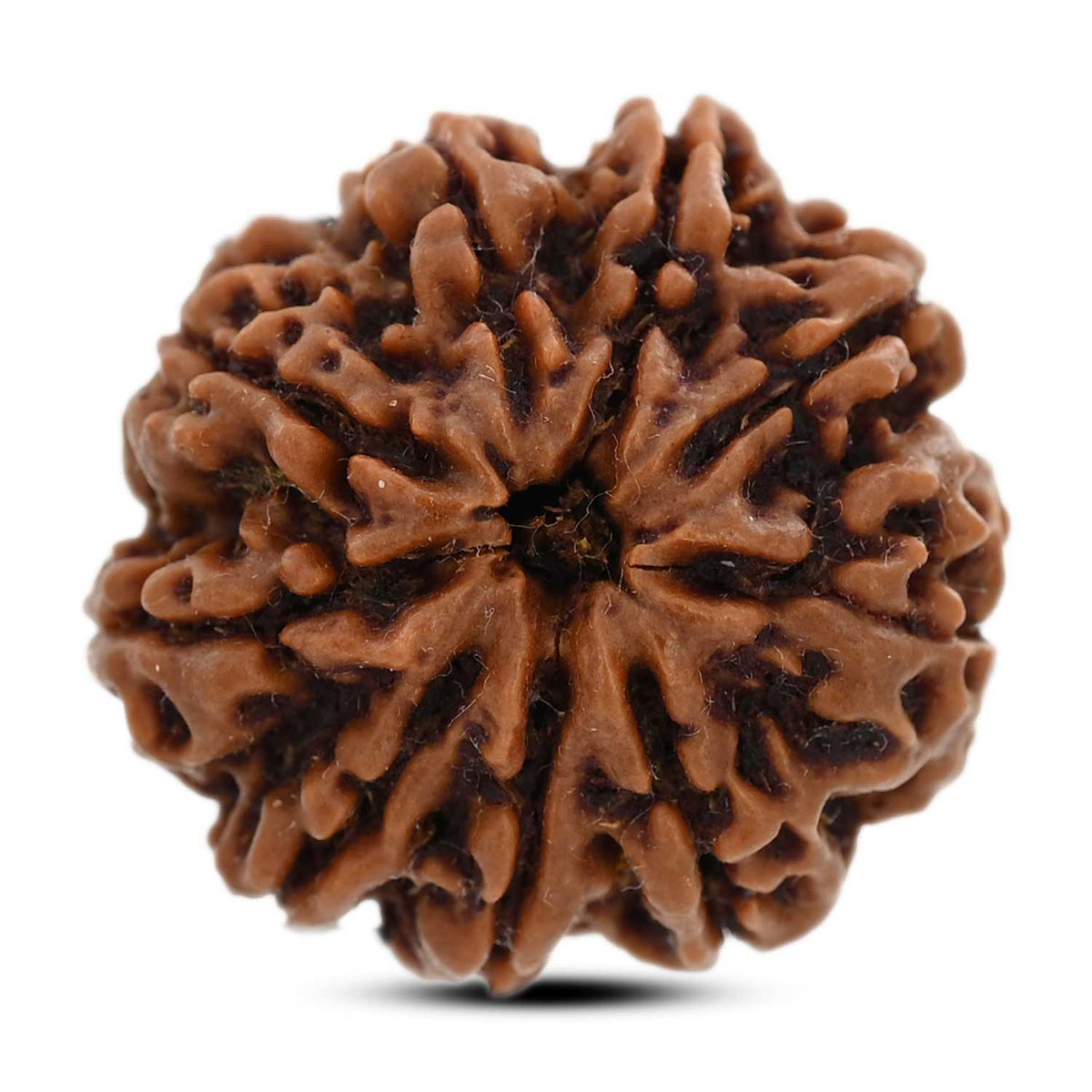 9 Mukhi Rudraksha (Nepal) 25.6 M.M.
